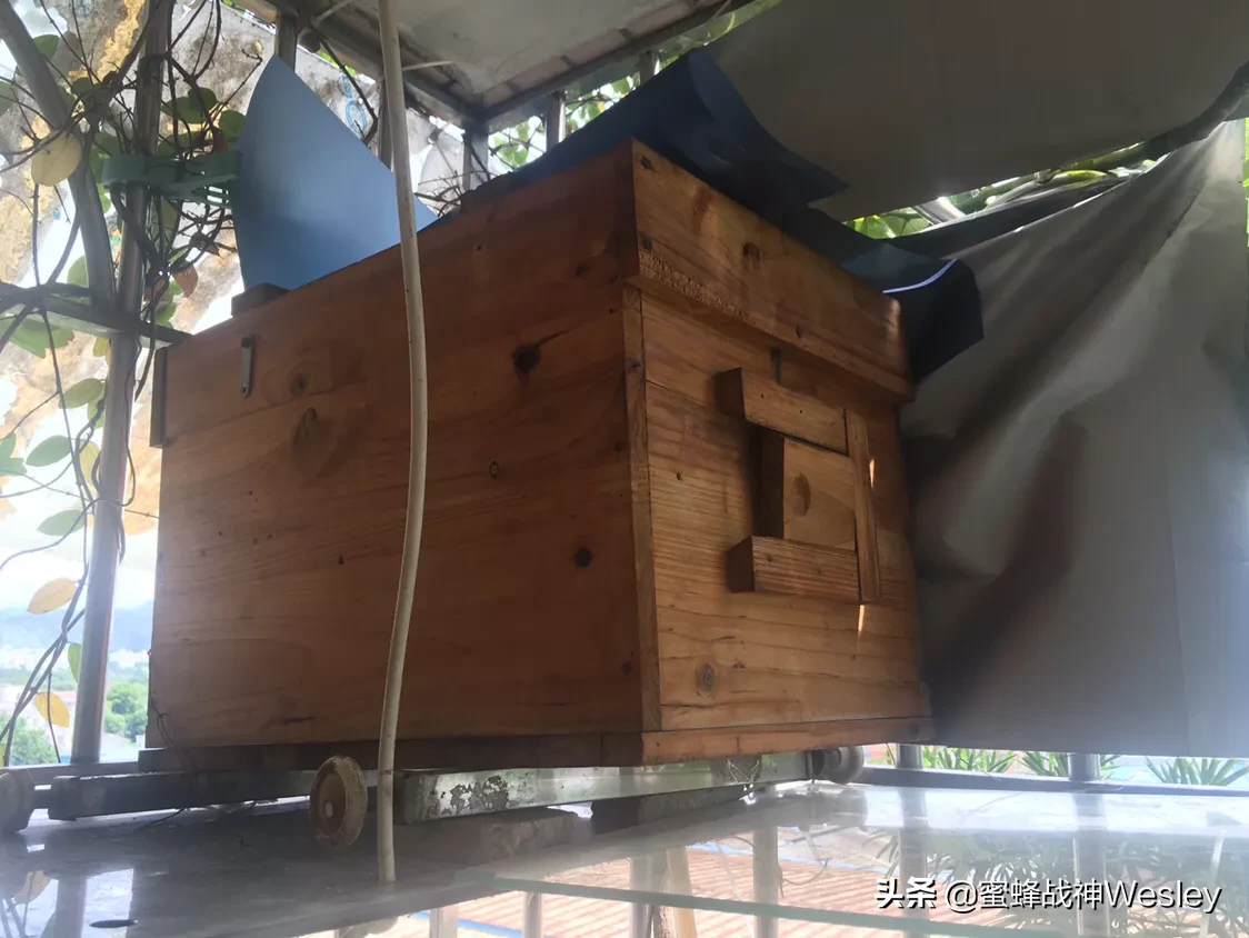 新收来的蜜蜂进粉后还需要饲喂吗7?