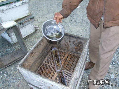 新收来的蜜蜂进粉后还需要饲喂吗7?