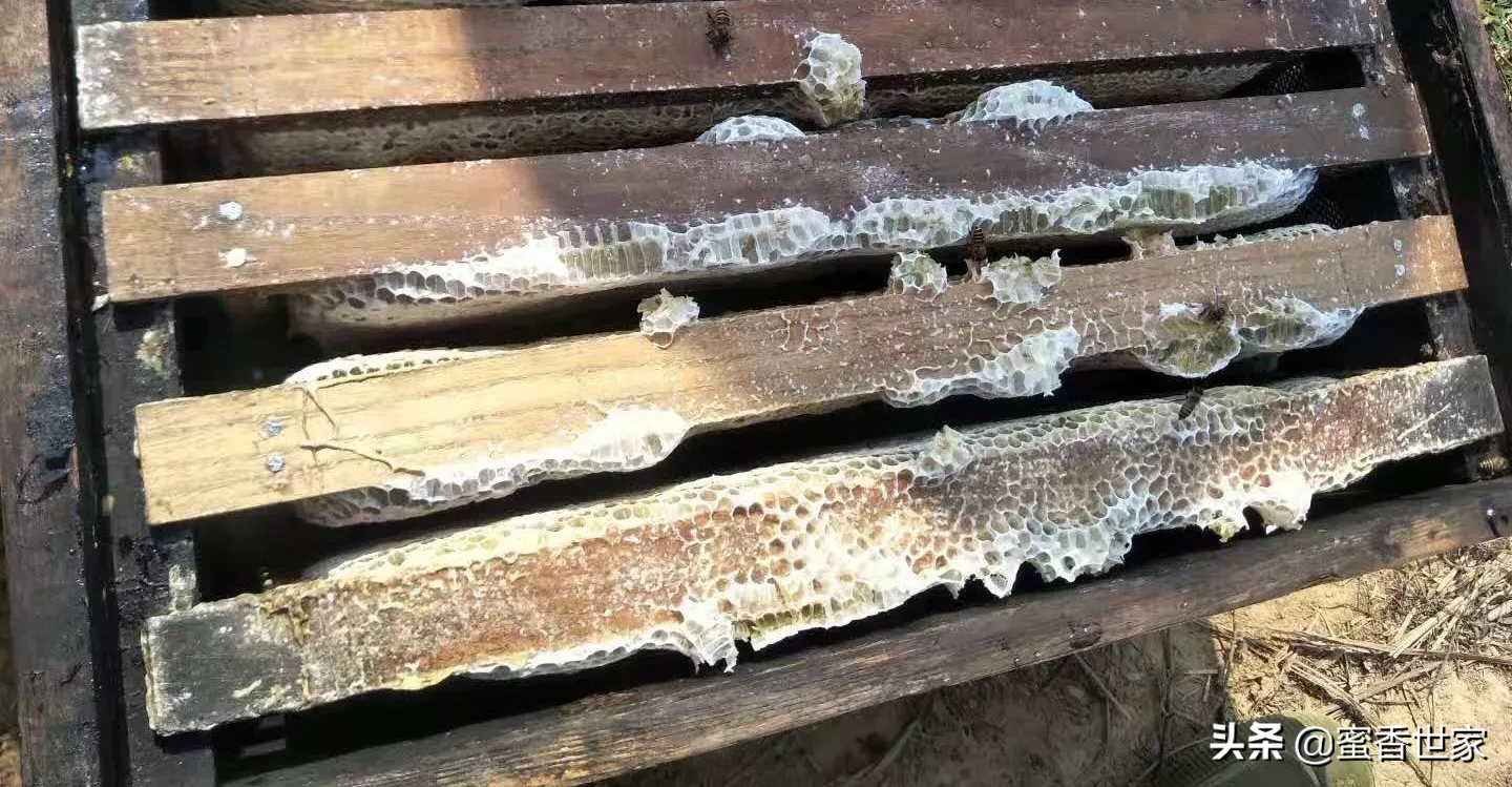 新收来的蜜蜂进粉后还需要饲喂吗7？