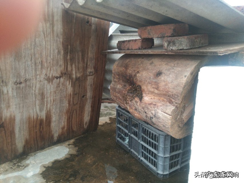 新收来的蜜蜂进粉后还需要饲喂吗7?