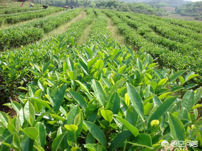 岩茶有哪些分类?