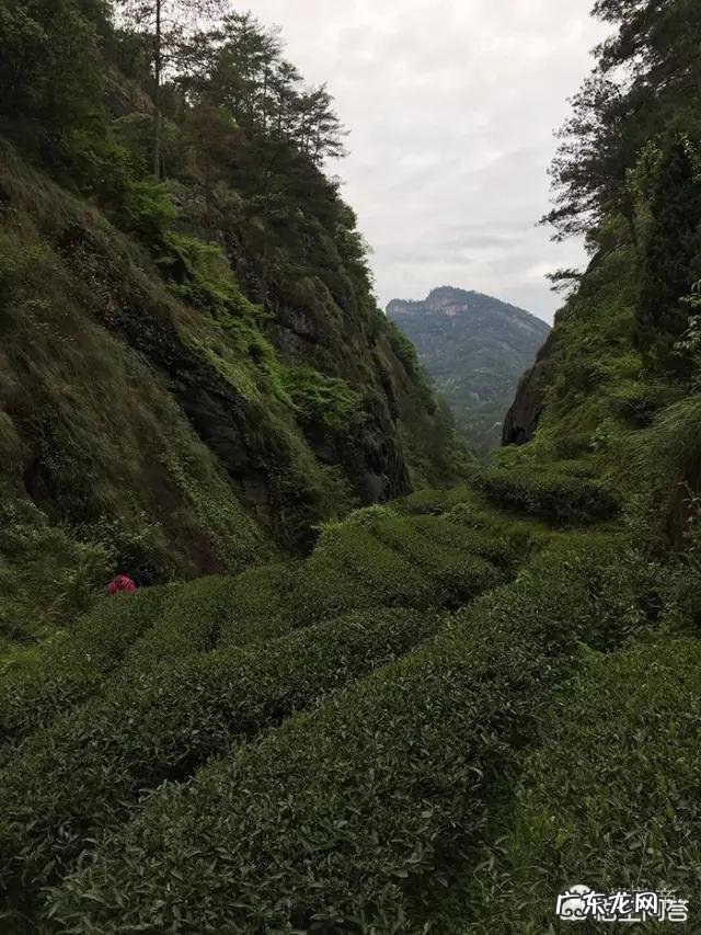 岩茶有哪些分类?