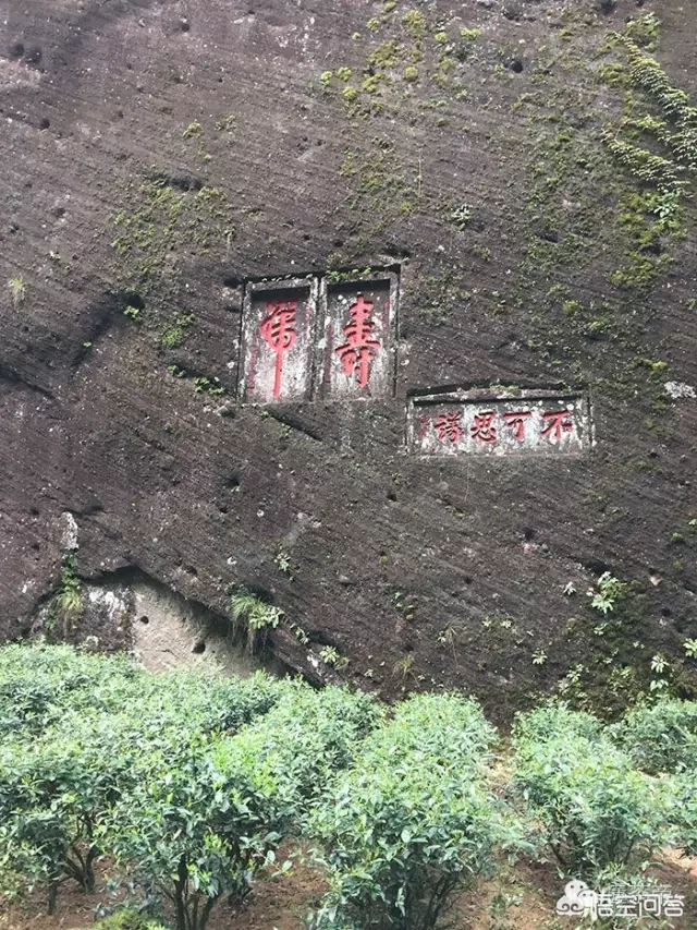 岩茶有哪些分类?