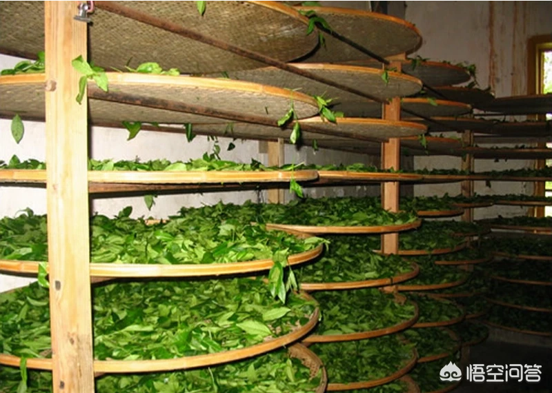 岩茶有哪些分类?