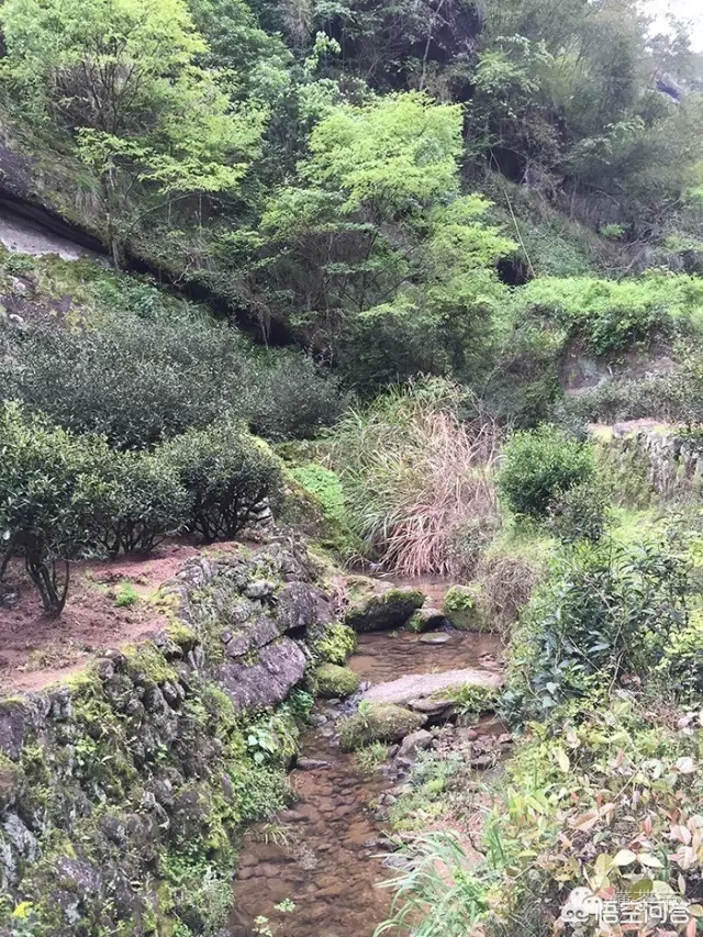 岩茶有哪些分类?