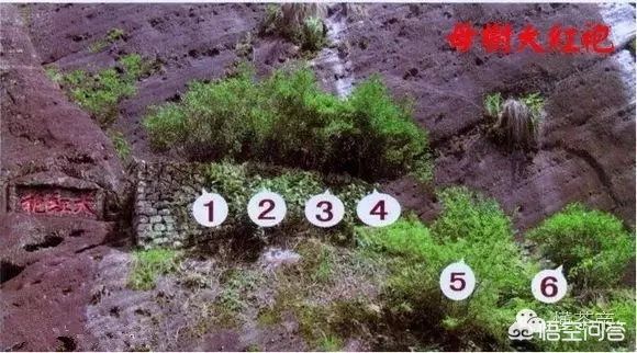 岩茶有哪些分类?