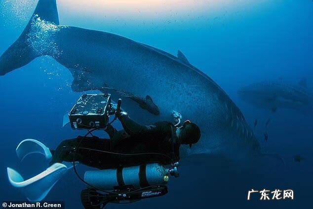 baleen whale whaleshark翻译