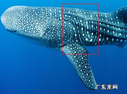 baleen whale whaleshark翻译