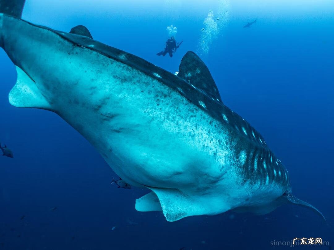 baleen whale whaleshark翻译