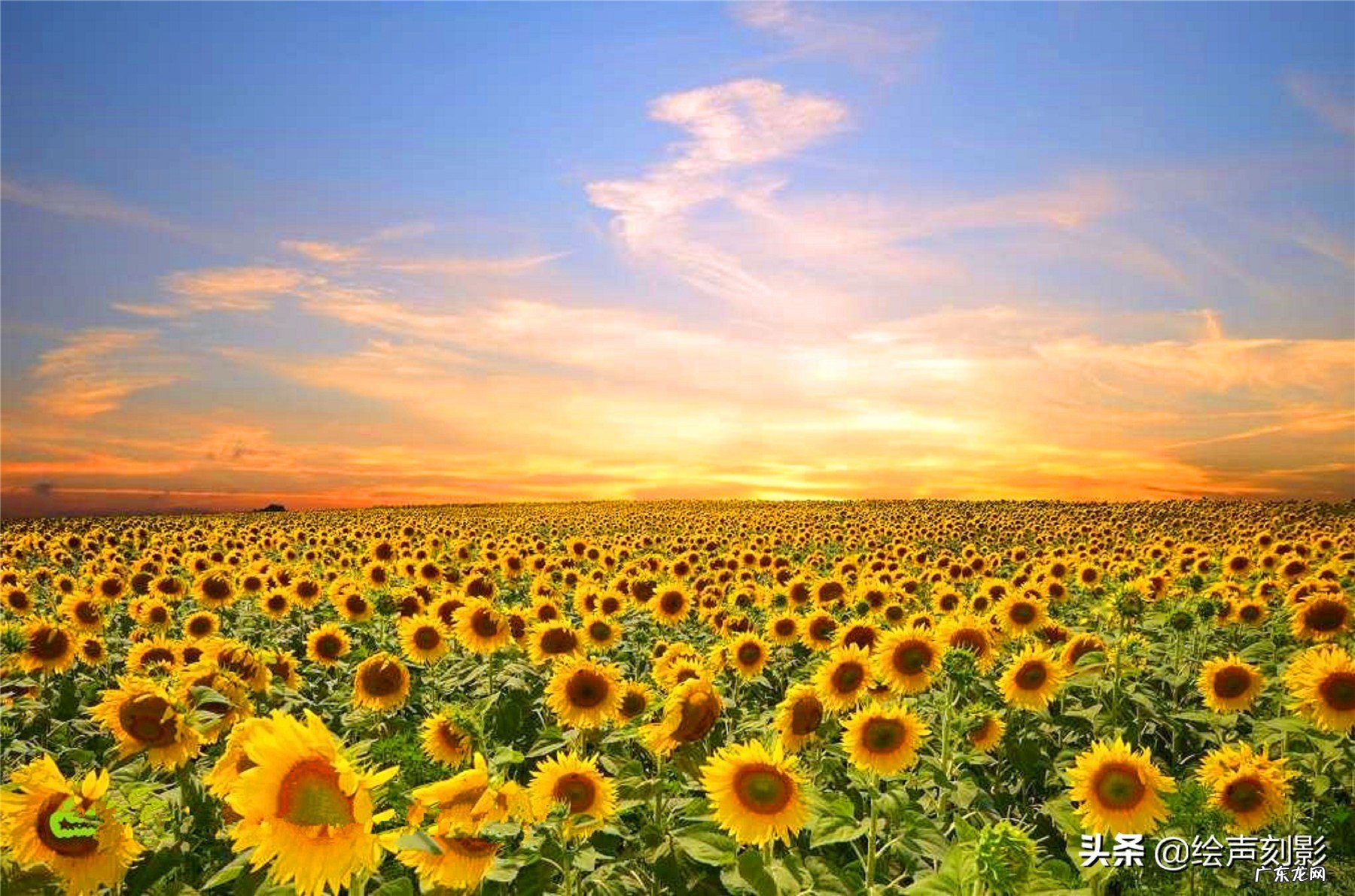 农村人大多喜欢种植向日葵,这种植物为什么叫向日葵?