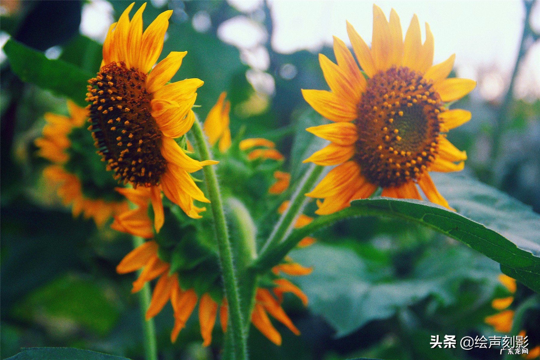 农村人大多喜欢种植向日葵,这种植物为什么叫向日葵?