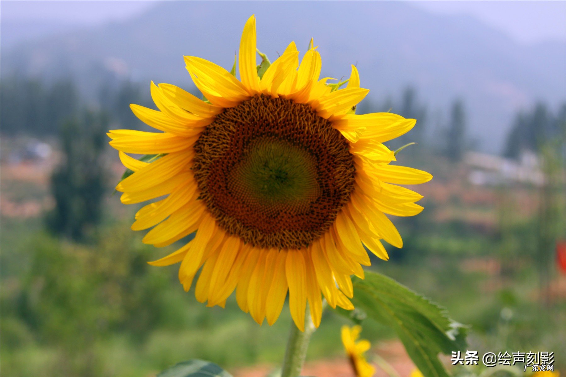农村人大多喜欢种植向日葵,这种植物为什么叫向日葵?