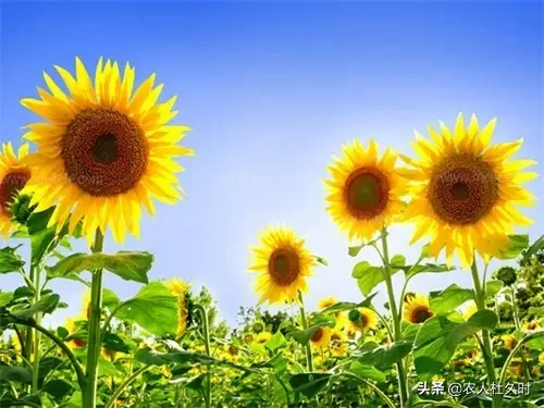 农村人大多喜欢种植向日葵,这种植物为什么叫向日葵?