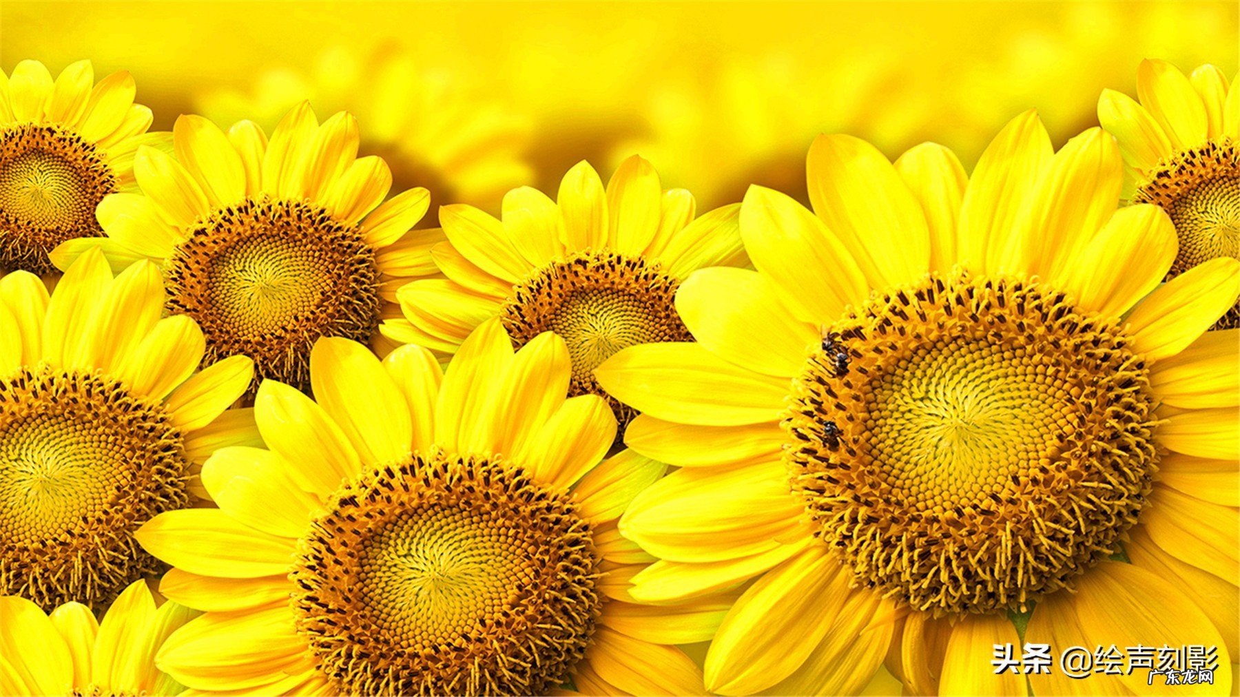 农村人大多喜欢种植向日葵,这种植物为什么叫向日葵?