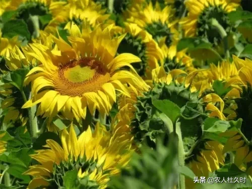 农村人大多喜欢种植向日葵,这种植物为什么叫向日葵?