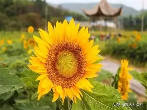 农村人大多喜欢种植向日葵,这种植物为什么叫向日葵?