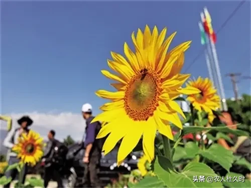 农村人大多喜欢种植向日葵,这种植物为什么叫向日葵?