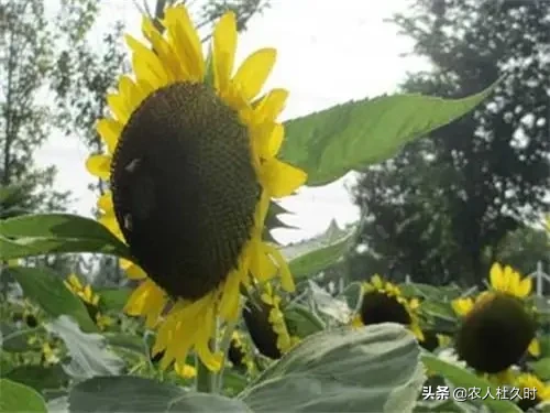 农村人大多喜欢种植向日葵,这种植物为什么叫向日葵?