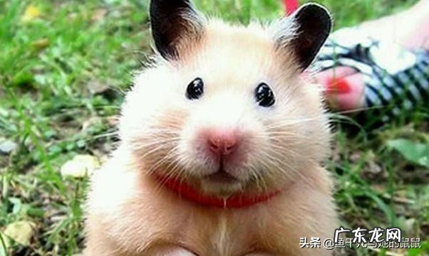 什么品种的仓鼠最好看?