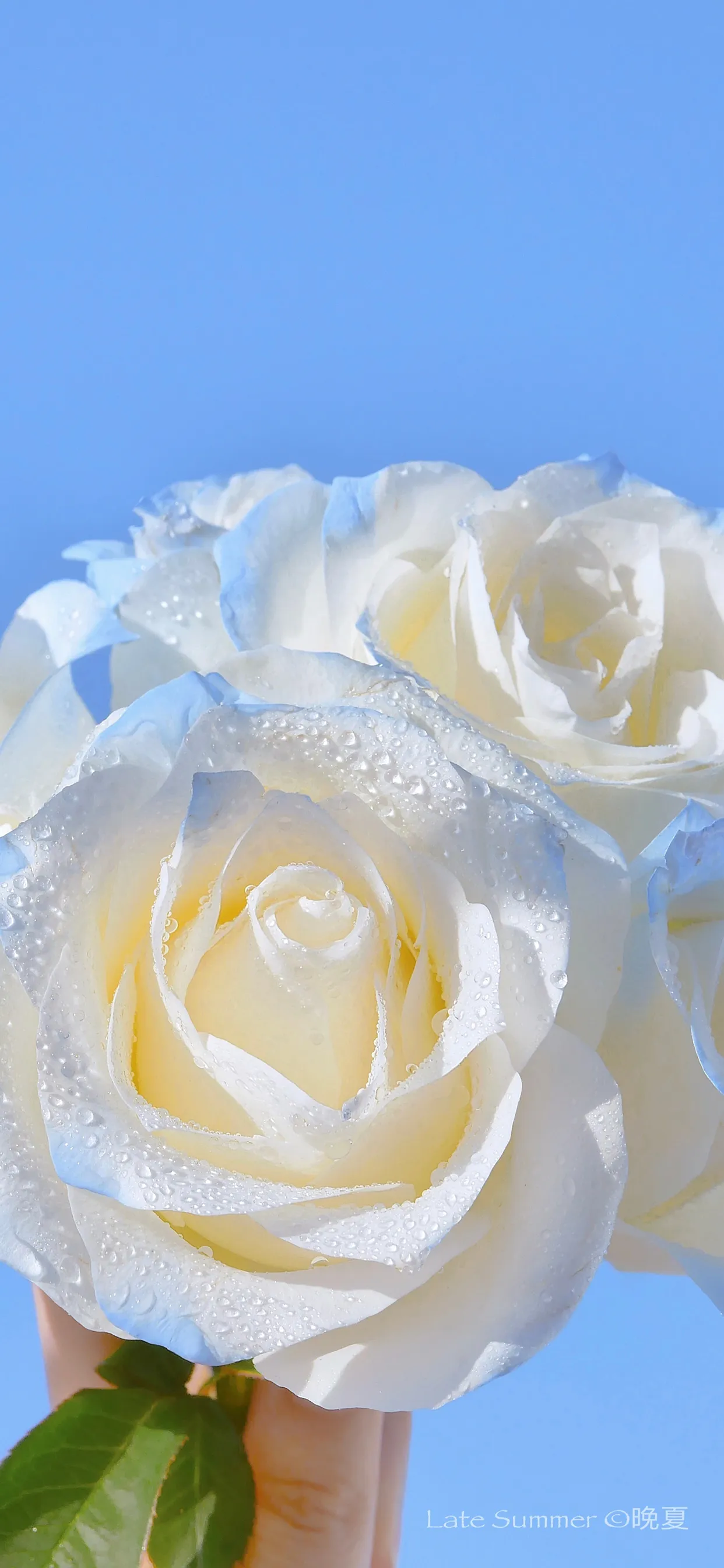 有什么好的文案吗?无关爱情?