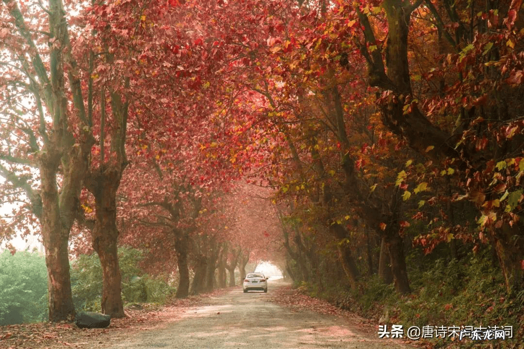 房顶长梧桐树好吗 屋后有梧桐树的风水好不好
