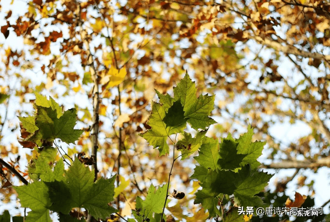 房顶长梧桐树好吗 屋后有梧桐树的风水好不好