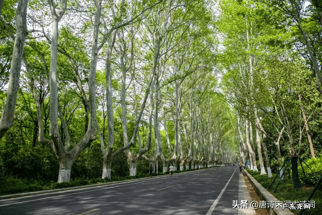 房顶长梧桐树好吗 屋后有梧桐树的风水好不好