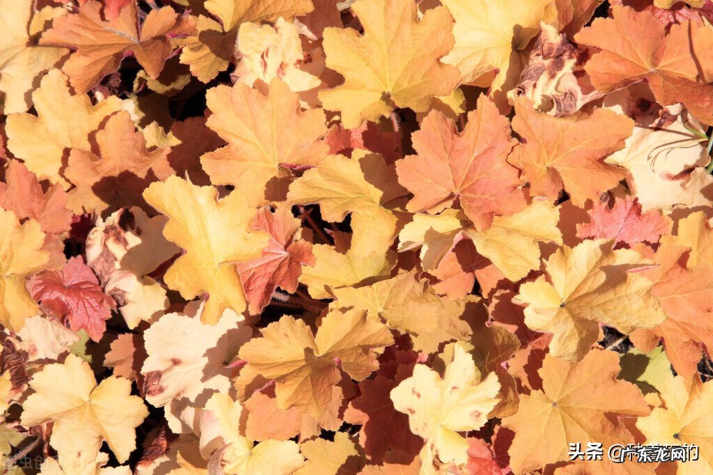 矾根风水作用 矾根好种吗