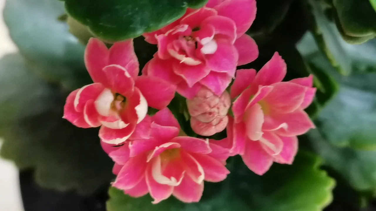 最近想养花,大家有什么推荐么?最好春节期间能开的?