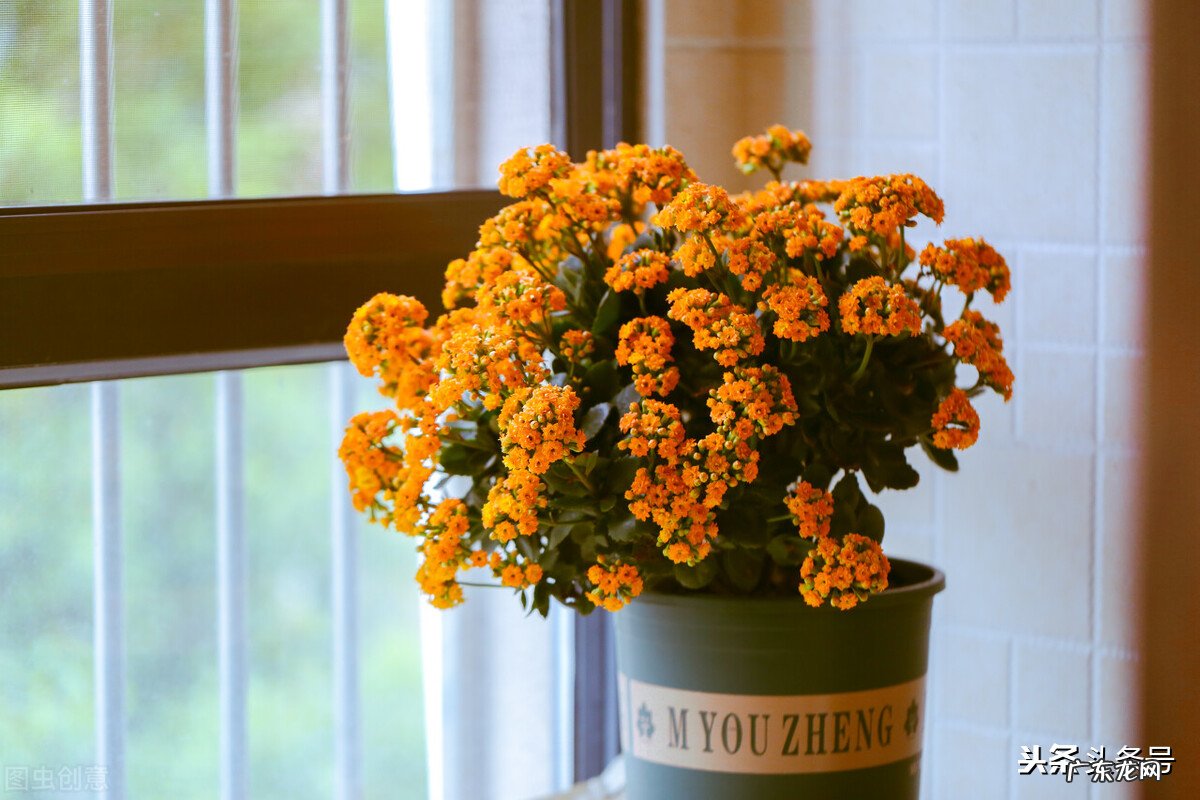 最近想养花,大家有什么推荐么?最好春节期间能开的?