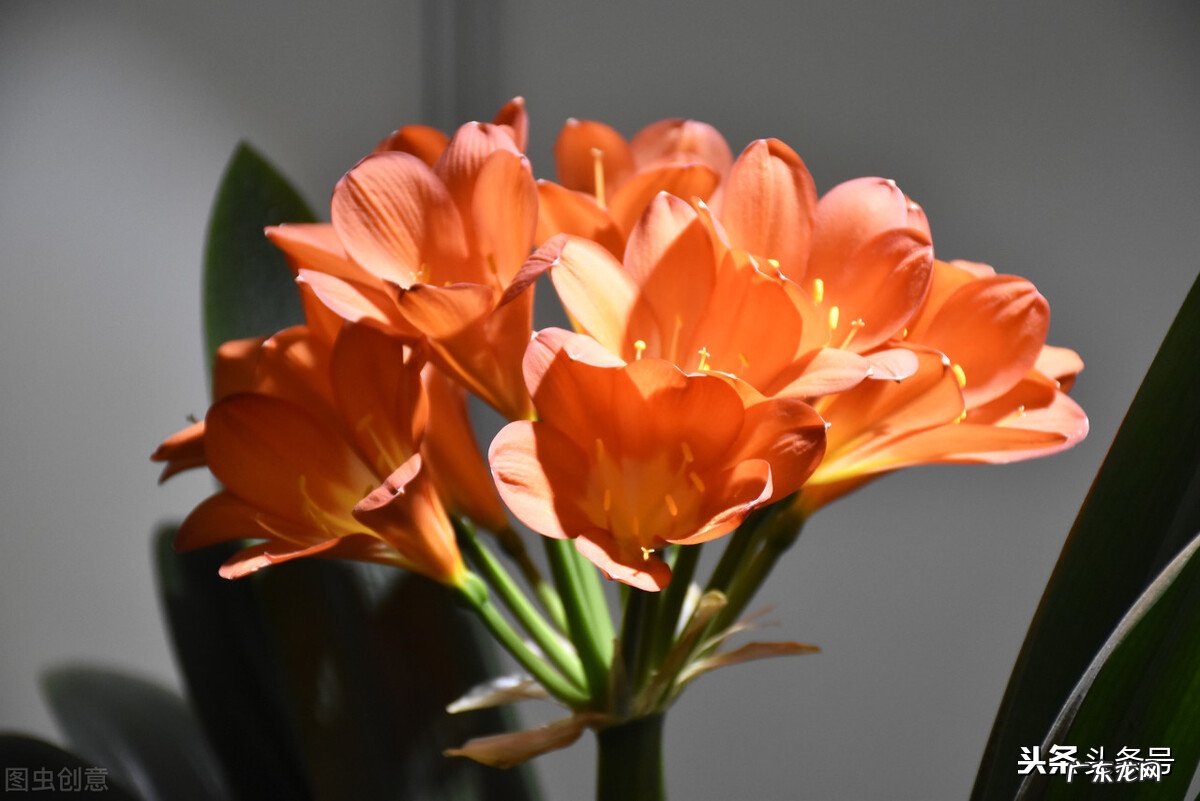 最近想养花,大家有什么推荐么?最好春节期间能开的?