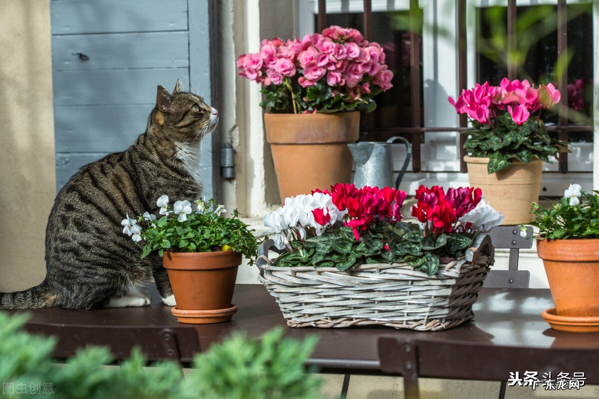 最近想养花,大家有什么推荐么?最好春节期间能开的?