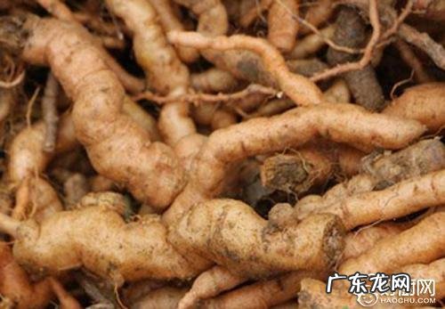 生地黄和熟地黄的区别功效与作用 生地黄的功效与作用与主治