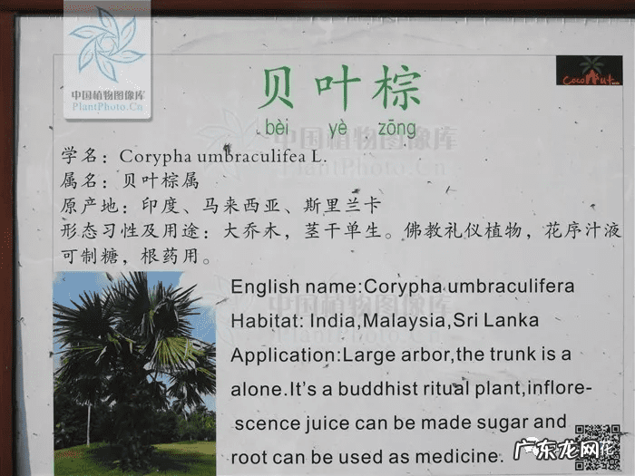 槟榔树象征什么 槟榔树的风水寓意