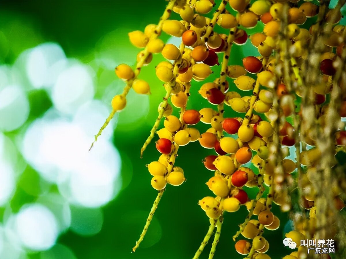 槟榔树象征什么 槟榔树的风水寓意