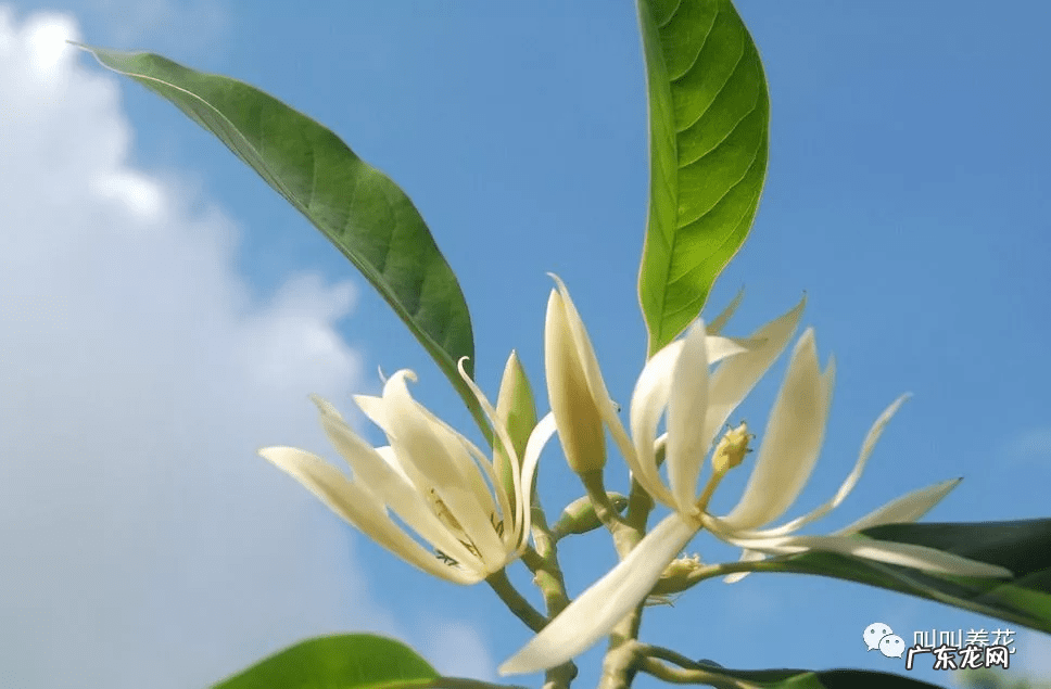 槟榔树象征什么 槟榔树的风水寓意