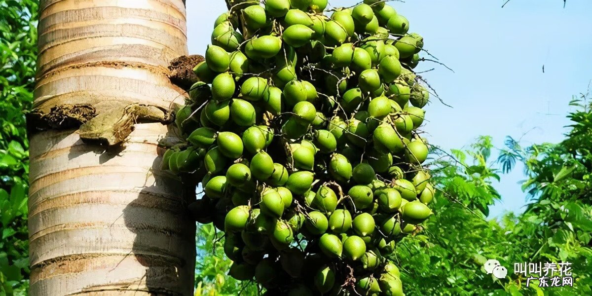 槟榔树象征什么 槟榔树的风水寓意
