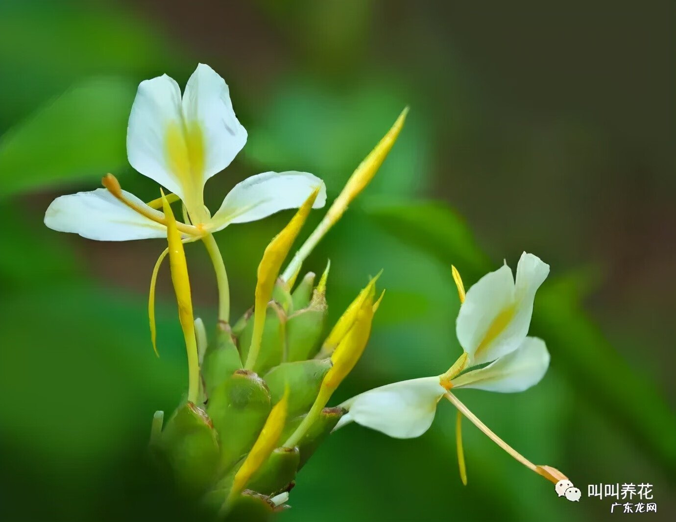 槟榔树象征什么 槟榔树的风水寓意