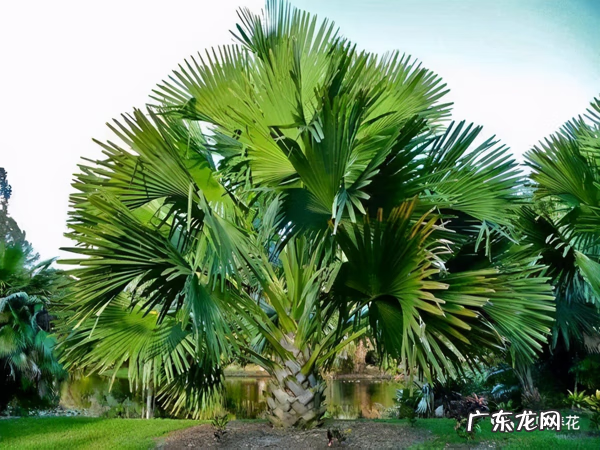 槟榔树象征什么 槟榔树的风水寓意