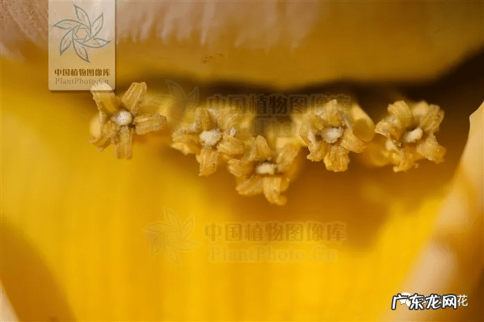 槟榔树象征什么 槟榔树的风水寓意