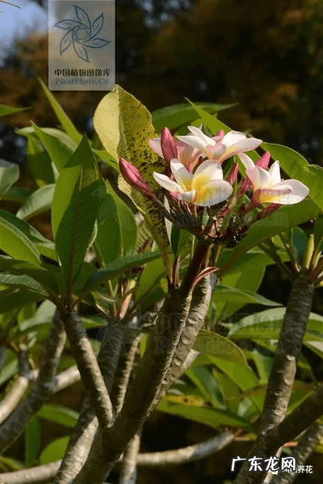 槟榔树象征什么 槟榔树的风水寓意