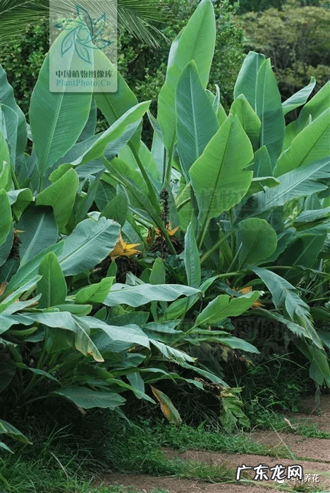 槟榔树象征什么 槟榔树的风水寓意