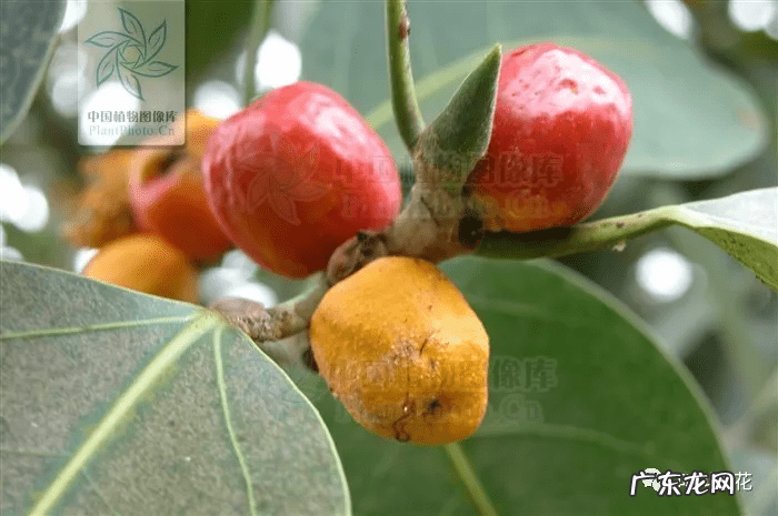 槟榔树象征什么 槟榔树的风水寓意