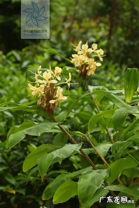 槟榔树象征什么 槟榔树的风水寓意