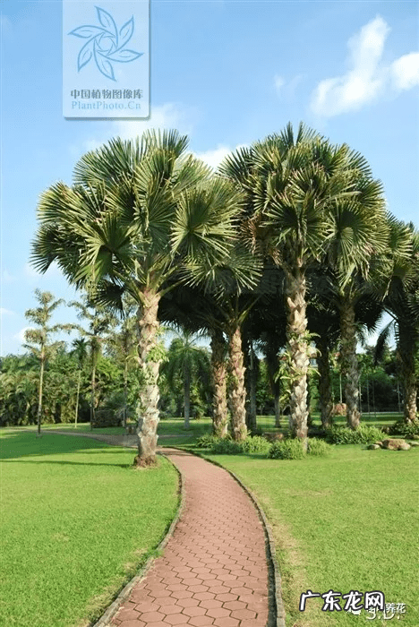 槟榔树象征什么 槟榔树的风水寓意