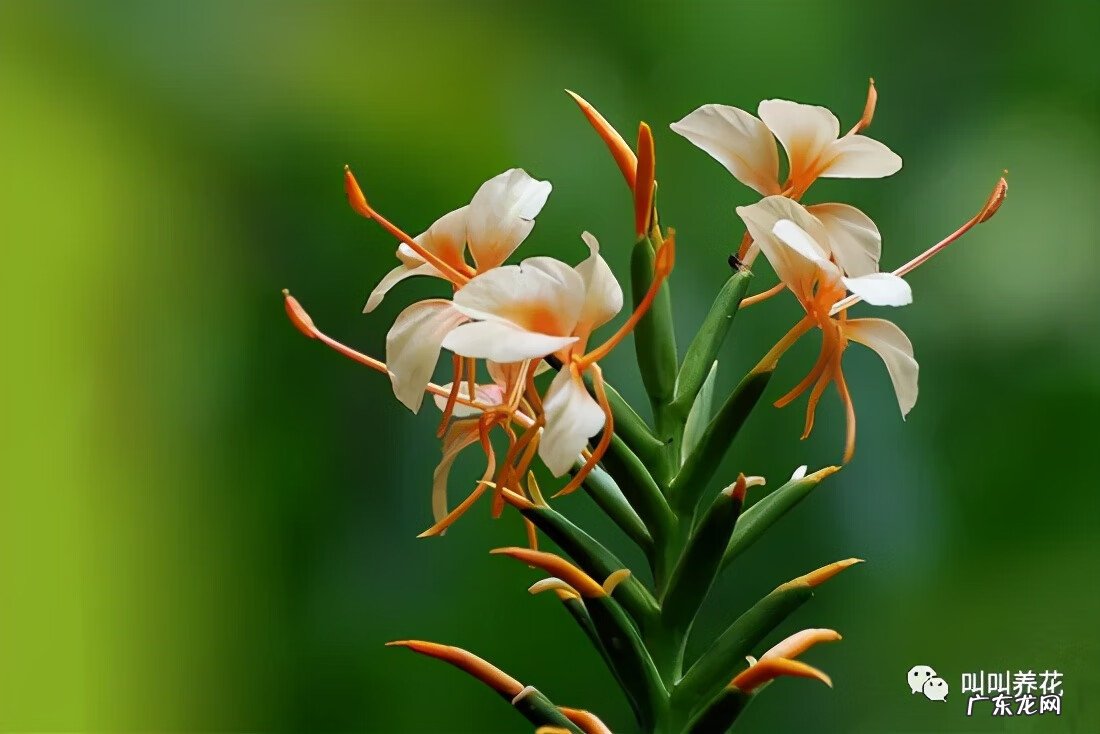 槟榔树象征什么 槟榔树的风水寓意