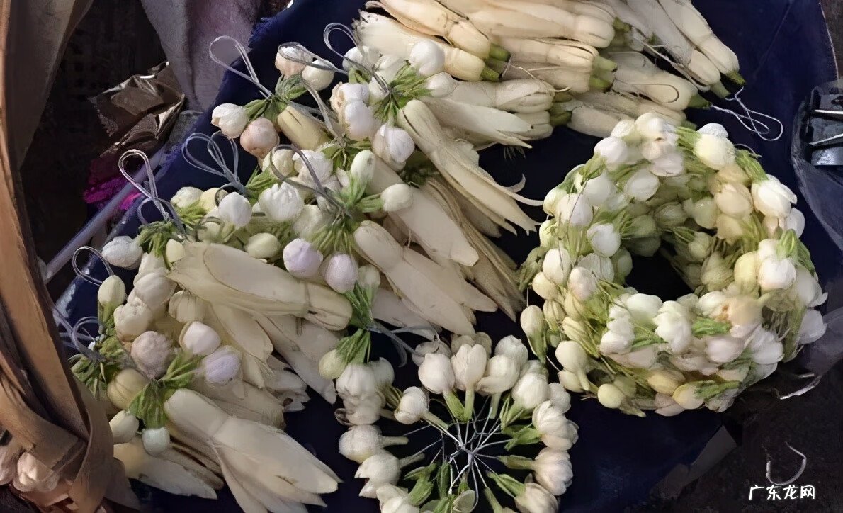 槟榔树象征什么 槟榔树的风水寓意