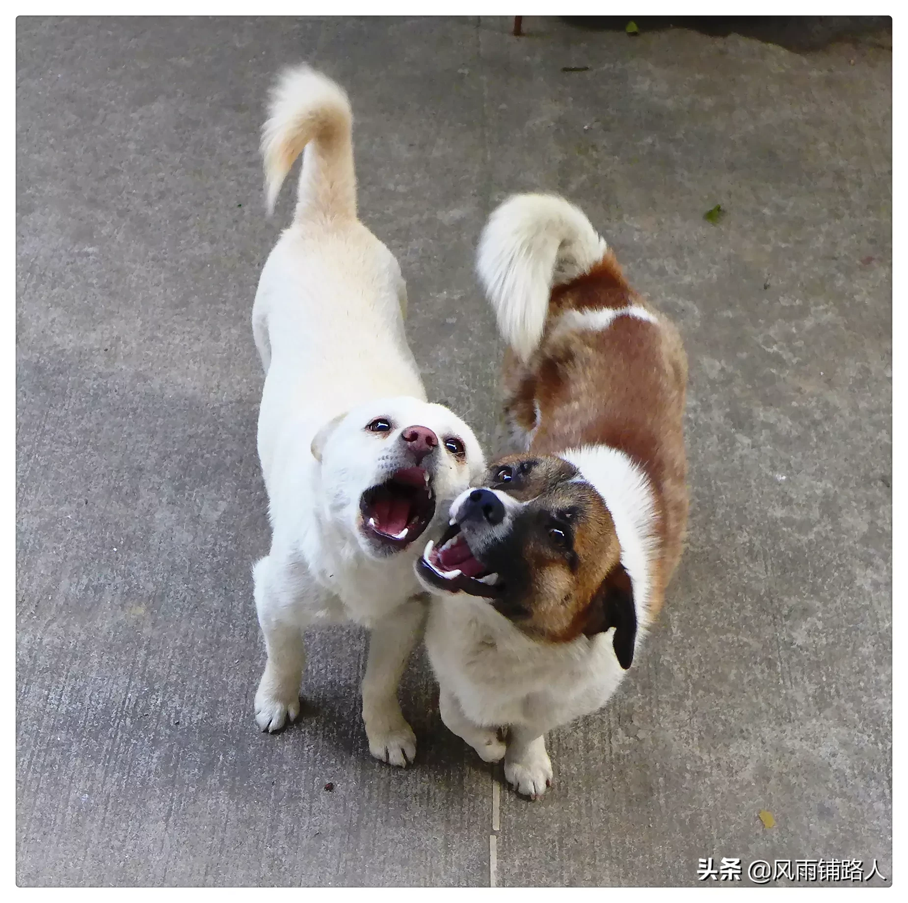 你给狗拍过最可爱的照片是什么?