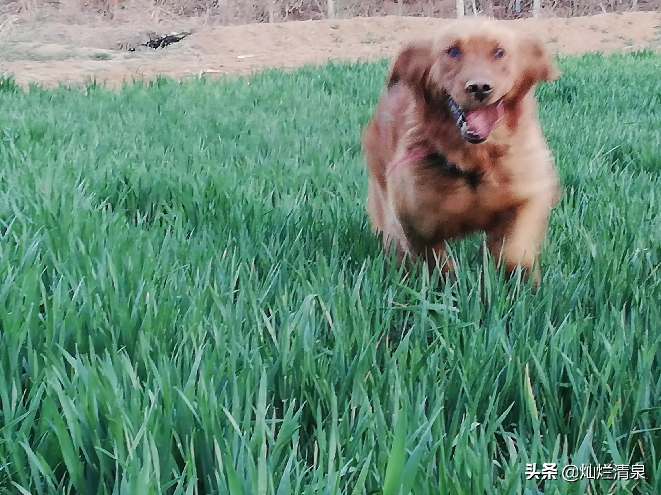 你给狗拍过最可爱的照片是什么?