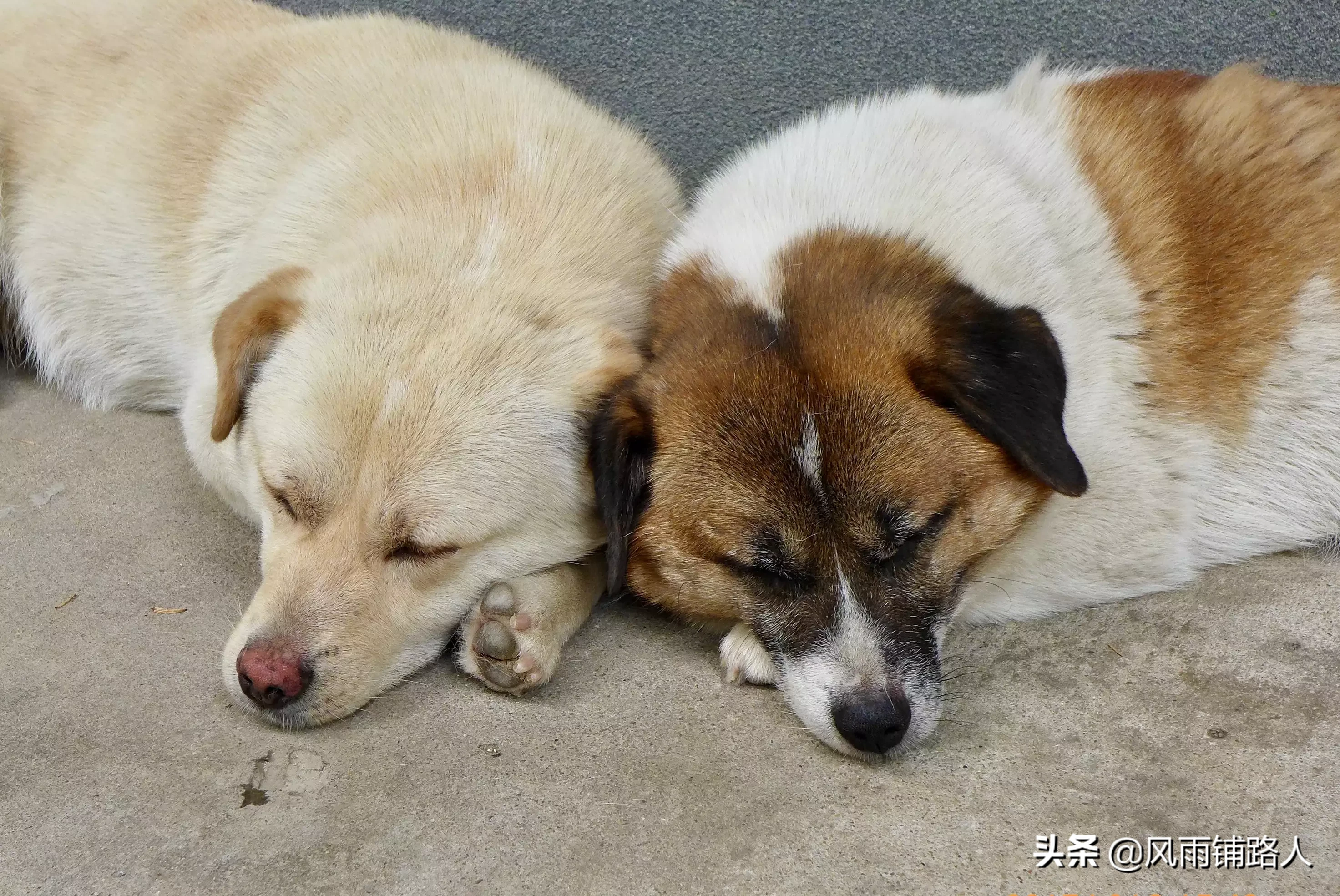 你给狗拍过最可爱的照片是什么?